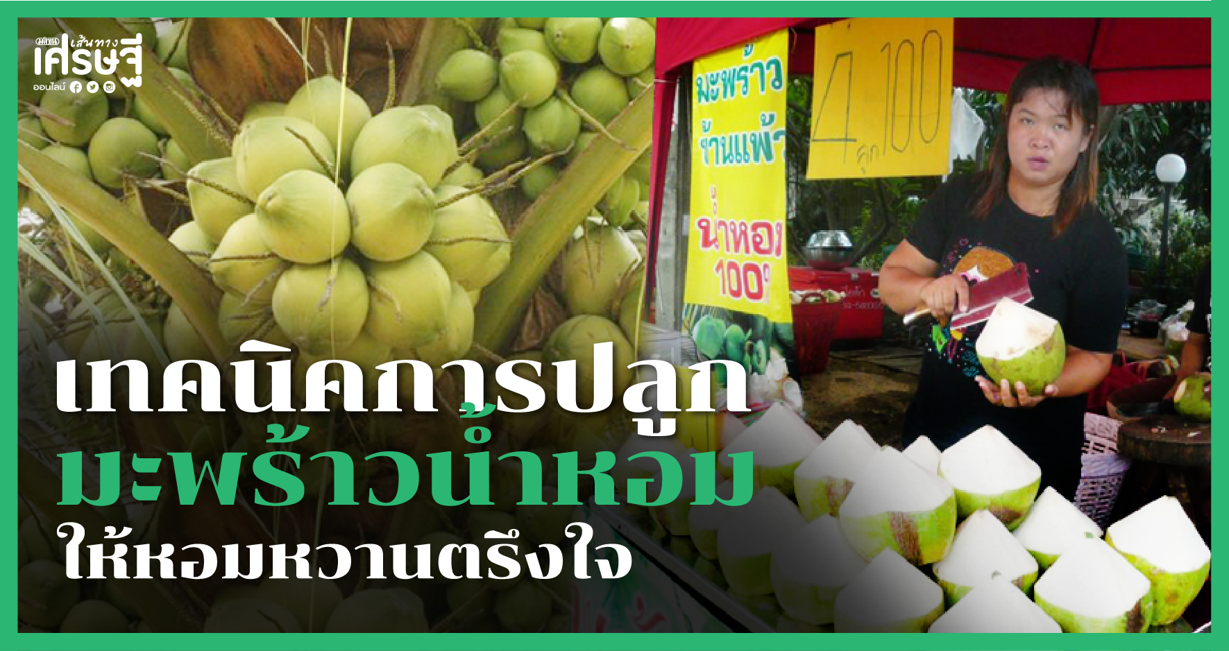 เทคนิคปลูกมะพร้าวน้ำหอม