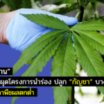 หมอพื้นบ้าน” แนะรัฐบาลผุดโครงการนำร่องปลูก “กัญชา” บางจังหวัด ทดแทนราคาพืชผลตกต่ำ