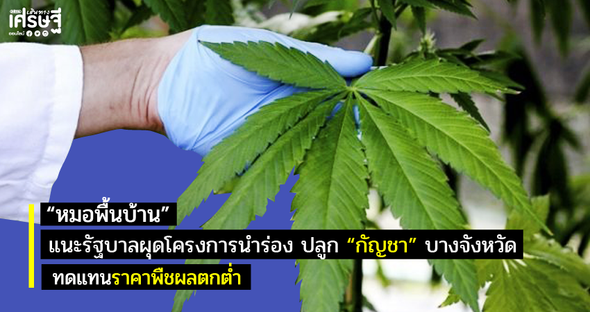 หมอพื้นบ้าน” แนะรัฐบาลผุดโครงการนำร่องปลูก “กัญชา” บางจังหวัด ทดแทนราคาพืชผลตกต่ำ