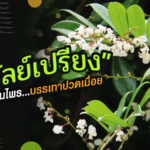 เถาวัลย์เปรียง