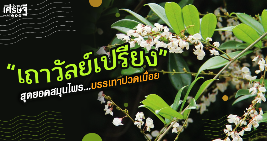 เถาวัลย์เปรียง