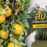 เปลี่ยนสวนส้มเป็นสวนผสม