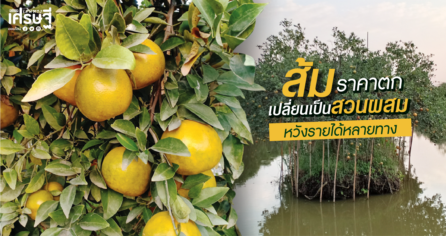 เปลี่ยนสวนส้มเป็นสวนผสม