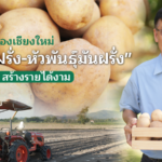 กษตรกรปลูก"มันฝรั่ง ขายโรงงาน
