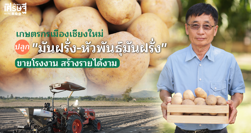 กษตรกรปลูก"มันฝรั่ง ขายโรงงาน