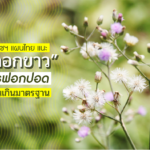 หญ้าดอกขาว