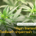 กัญชา รักษามะเร็งไม่ได้