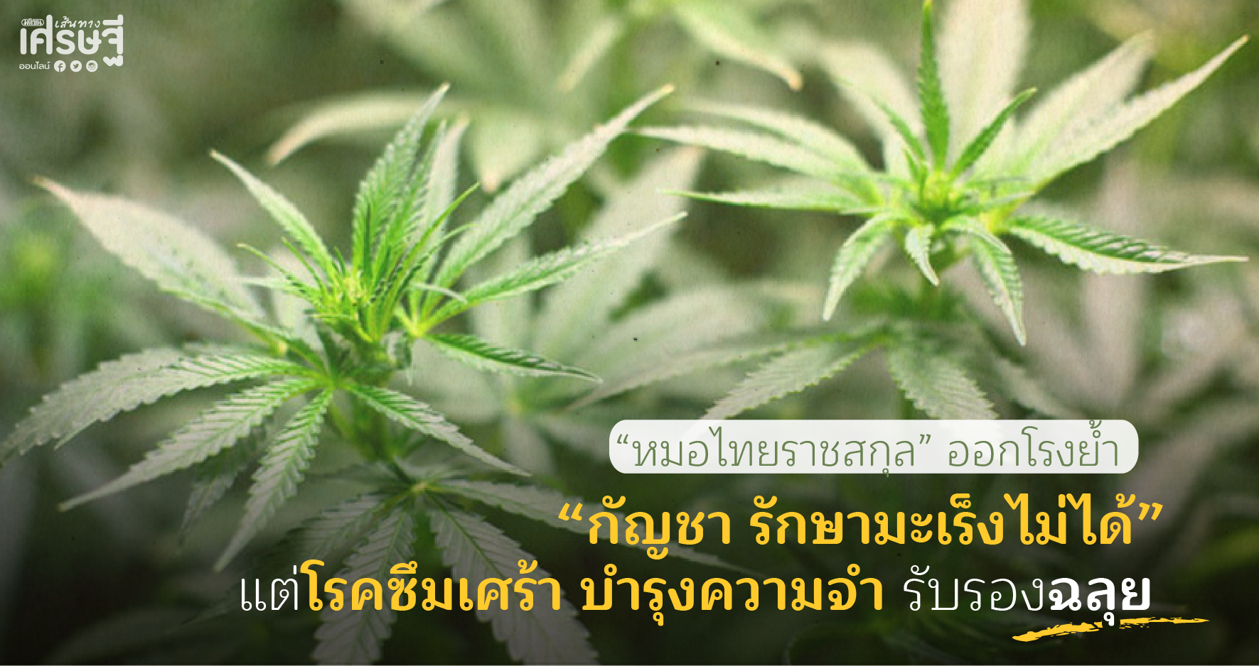 กัญชา รักษามะเร็งไม่ได้