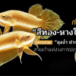 ปลากัดสีทอง หางใบโพธิ์