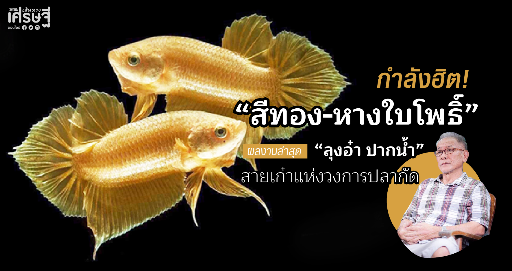 ปลากัดสีทอง หางใบโพธิ์