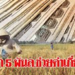 ครม.เพิ่มงบ 5 พันล้าน ช่วยค่าเกี่ยวข้าว