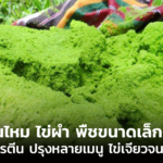 รู้จักกันไหม ไข่ผำ พืชขนาดเล็กสีเขียว สุดยอดโปรตีน ปรุงหลายเมนูสุดแซ่บ