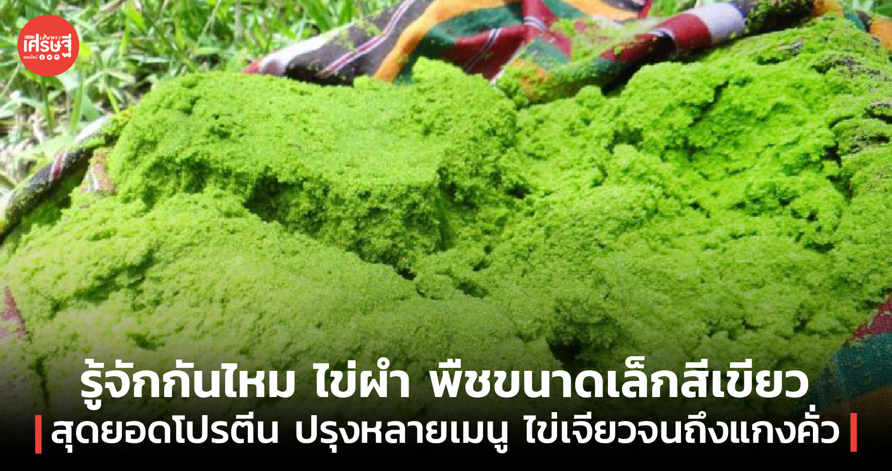 รู้จักกันไหม ไข่ผำ พืชขนาดเล็กสีเขียว สุดยอดโปรตีน ปรุงหลายเมนูสุดแซ่บ