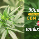 สารCBNในกัญชายับยั้งมะเร็งปอด