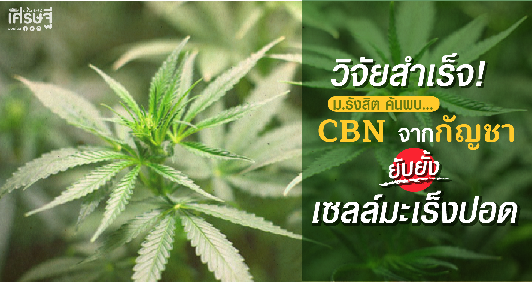 สารCBNในกัญชายับยั้งมะเร็งปอด