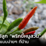 ปลูกพริกขี้หนูสวน