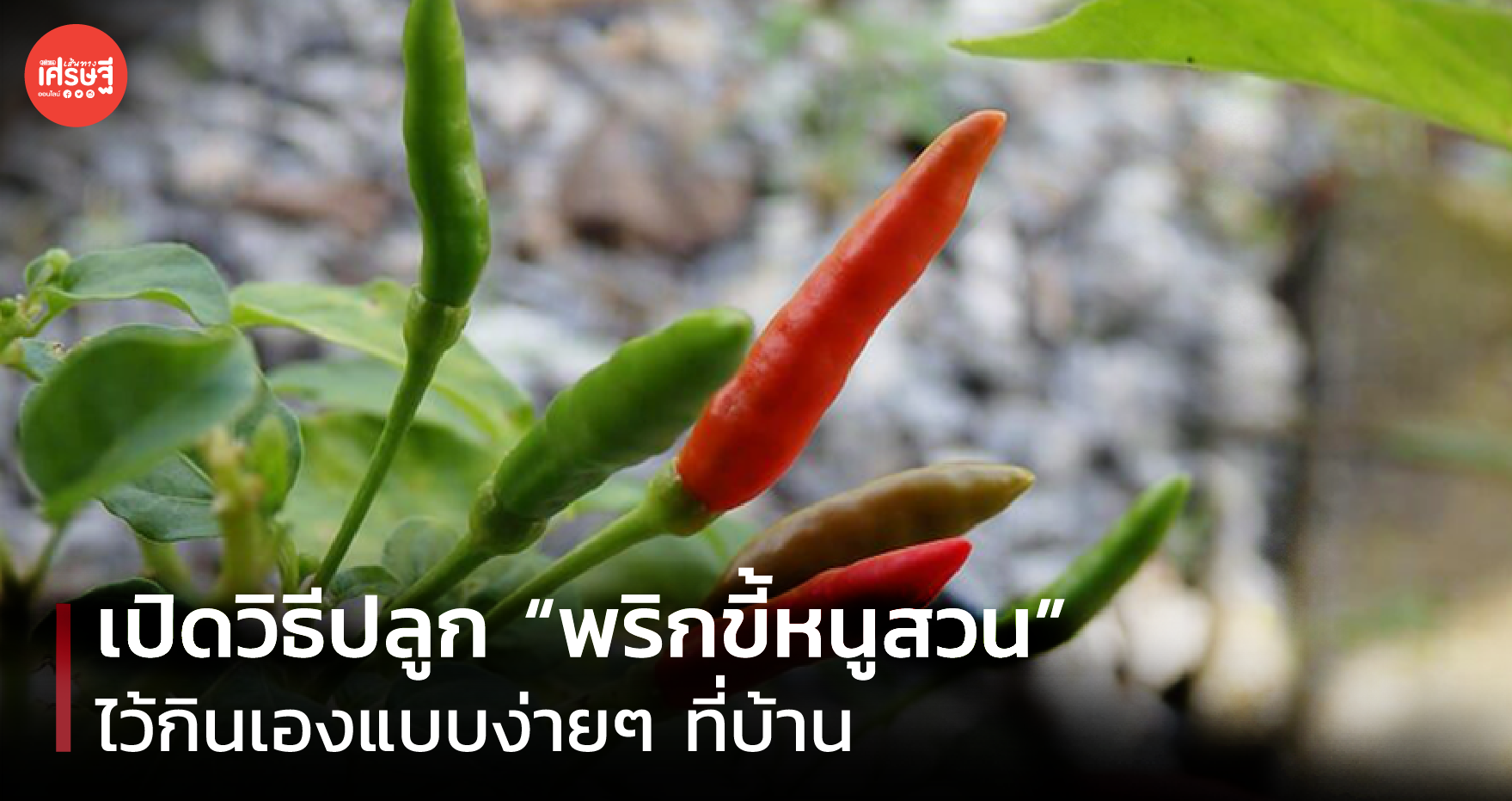 ปลูกพริกขี้หนูสวน