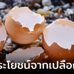 แม่บ้านต้องรู้! 5 ประโยชน์จากเปลือกไข่ ใช้ทำอะไรได้บ้างนะ?