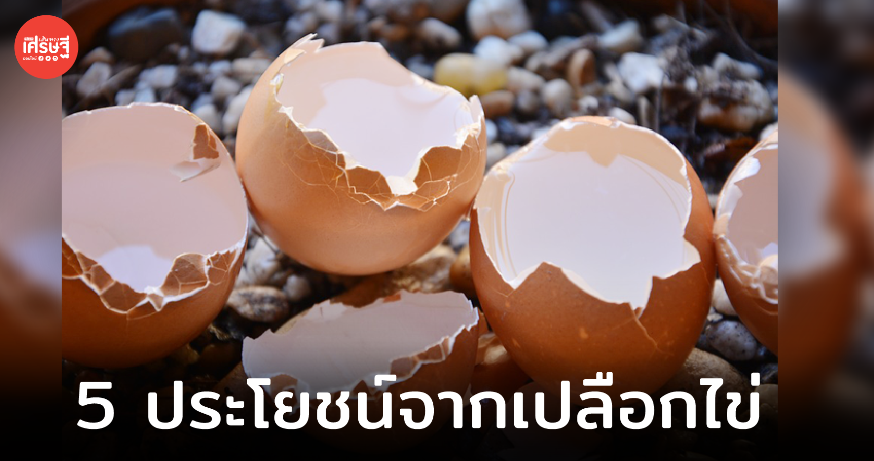 แม่บ้านต้องรู้! 5 ประโยชน์จากเปลือกไข่ ใช้ทำอะไรได้บ้างนะ?