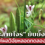 “ฟ้าทะลายโจร” ยับยั้งโควิด แค่ผลวิจัยหลอดทดลอง แนะวันนี้ปลูกพึ่งตัวเองไปก่อน