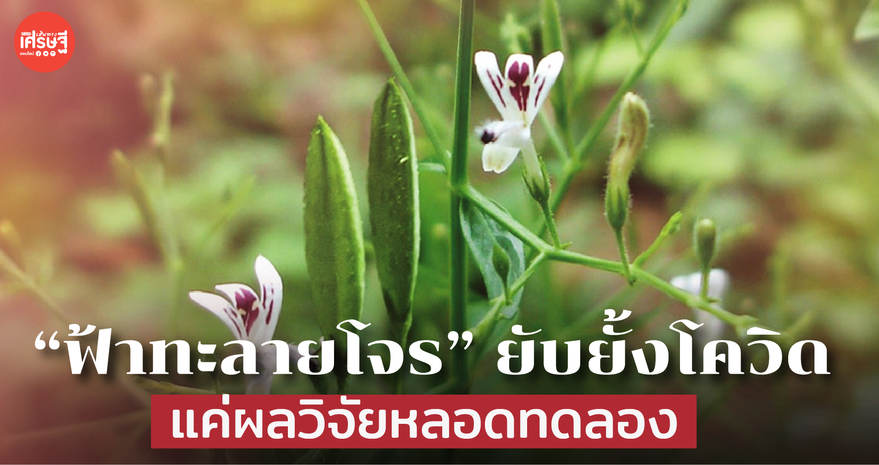 “ฟ้าทะลายโจร” ยับยั้งโควิด แค่ผลวิจัยหลอดทดลอง แนะวันนี้ปลูกพึ่งตัวเองไปก่อน