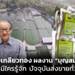 สาหร่ายเกลียวทอง ผลงาน “บุญสมฟาร์ม” จากไม่มีใครรู้จัก ปัจจุบันส่งขายทั่วโลก