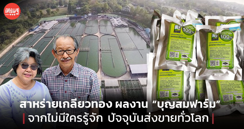 สาหร่ายเกลียวทอง ผลงาน “บุญสมฟาร์ม” จากไม่มีใครรู้จัก ปัจจุบันส่งขายทั่วโลก