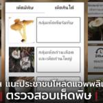 กรมวิทย์ฯ แนะประชาชนโหลดแอพพลิเคชั่นเห็ด ตรวจสอบเห็ดพิษ