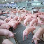 ปศุสัตว์ ยืนยัน หมูไทยปลอดภัย ผลิตได้มาตรฐานระดับสูง ขอ ปชช.อย่าตื่นตระหนก