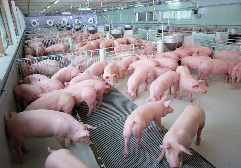 ปศุสัตว์ ยืนยัน หมูไทยปลอดภัย ผลิตได้มาตรฐานระดับสูง ขอ ปชช.อย่าตื่นตระหนก
