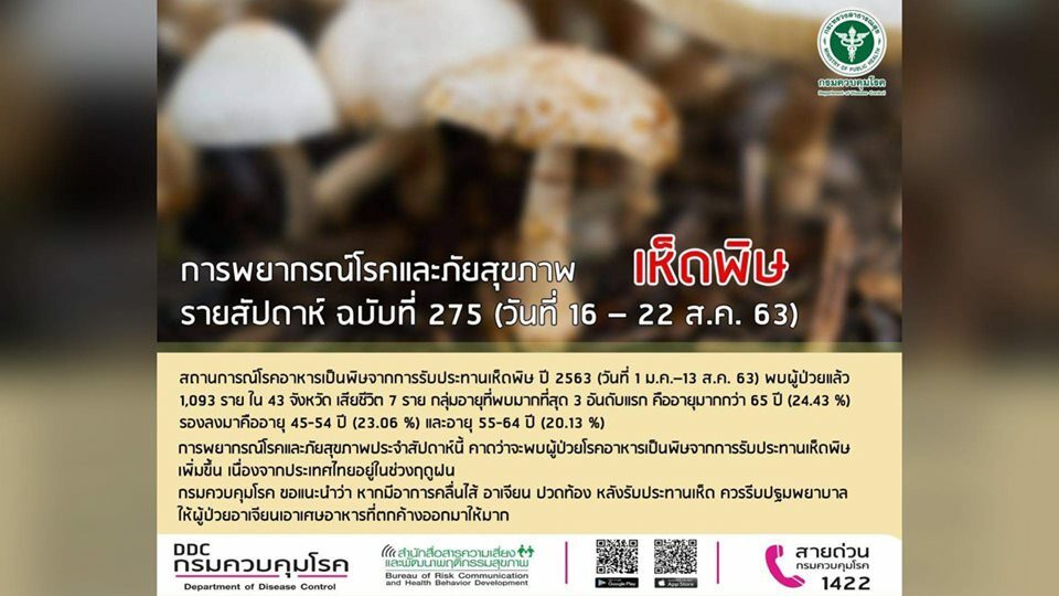 กรมควบคุมโรค เตือน ช่วงหน้าฝนระวัง เห็ดพิษ หากไม่แน่ใจอย่าเก็บมากิน