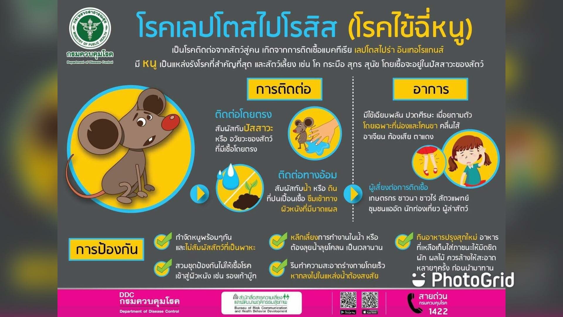 แพทย์ เตือน ประชาชนที่อยู่ในพื้นที่ฝนตกต่อเนื่อง และมีน้ำท่วมขัง ระวังป่วยโรคไข้ฉี่หนู