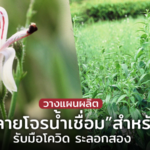 วางแผนผลิต “ฟ้าทะลายโจรน้ำเชื่อม”สำหรับเด็ก รับมือโควิด ระลอกสอง
