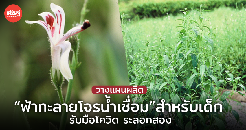 วางแผนผลิต “ฟ้าทะลายโจรน้ำเชื่อม”สำหรับเด็ก รับมือโควิด ระลอกสอง