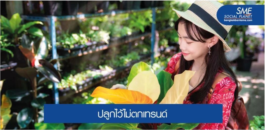 8 ต้นไม้ฟอกอากาศนิยมปลูกไว้ในบ้าน