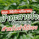 อภัยภูเบศร แนะ วิธีทำ-ปริมาณ ฟ้าทะลายโจร ที่เหมาะสม สำหรับทำใช้เอง