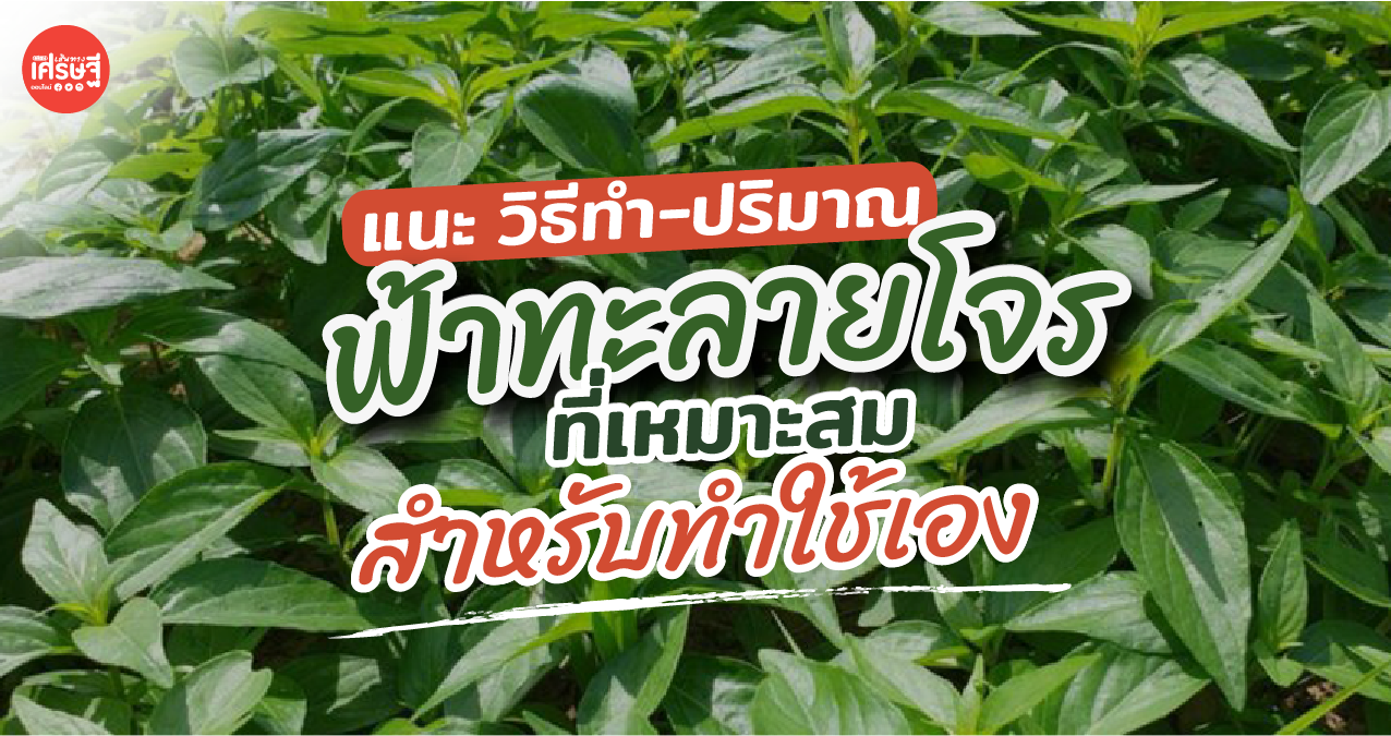 อภัยภูเบศร แนะ วิธีทำ-ปริมาณ ฟ้าทะลายโจร ที่เหมาะสม สำหรับทำใช้เอง
