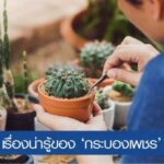 ‘แคคตัส’ มีดีตรงไหน ทำไมครองใจผู้คนนาน