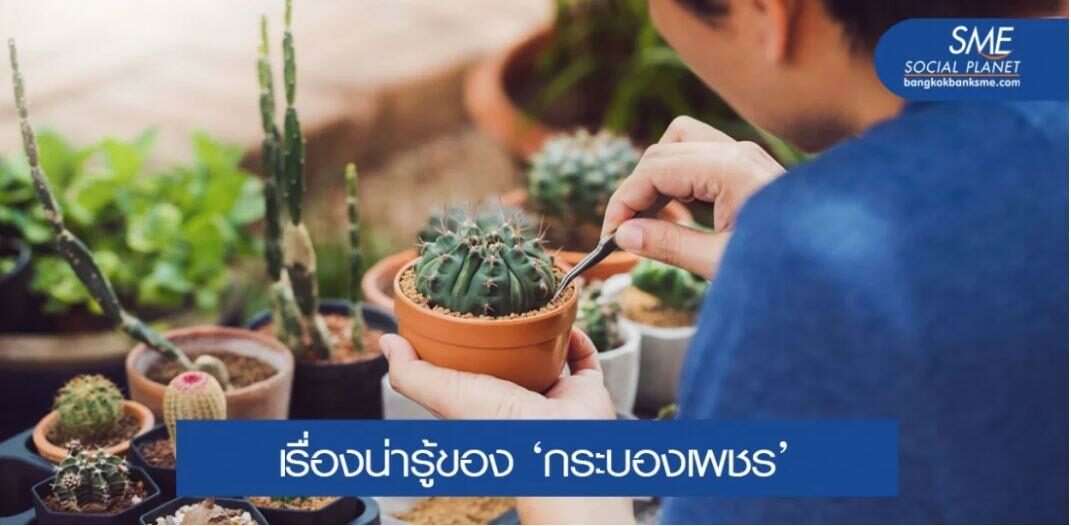 ‘แคคตัส’ มีดีตรงไหน ทำไมครองใจผู้คนนาน