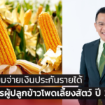 ธ.ก.ส. เตรียมจ่ายเงินประกันรายได้ แก่เกษตรกรผู้ปลูกข้าวโพดเลี้ยงสัตว์ ปี 2563/64