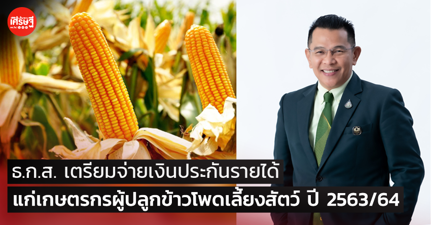 ธ.ก.ส. เตรียมจ่ายเงินประกันรายได้ แก่เกษตรกรผู้ปลูกข้าวโพดเลี้ยงสัตว์ ปี 2563/64