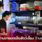 ไม่ใช่เรื่อง มดเท็จ สิงคโปร์มีร้านขายมดเป็น สัตว์เลี้ยง ร้านแรกแล้วนะ
