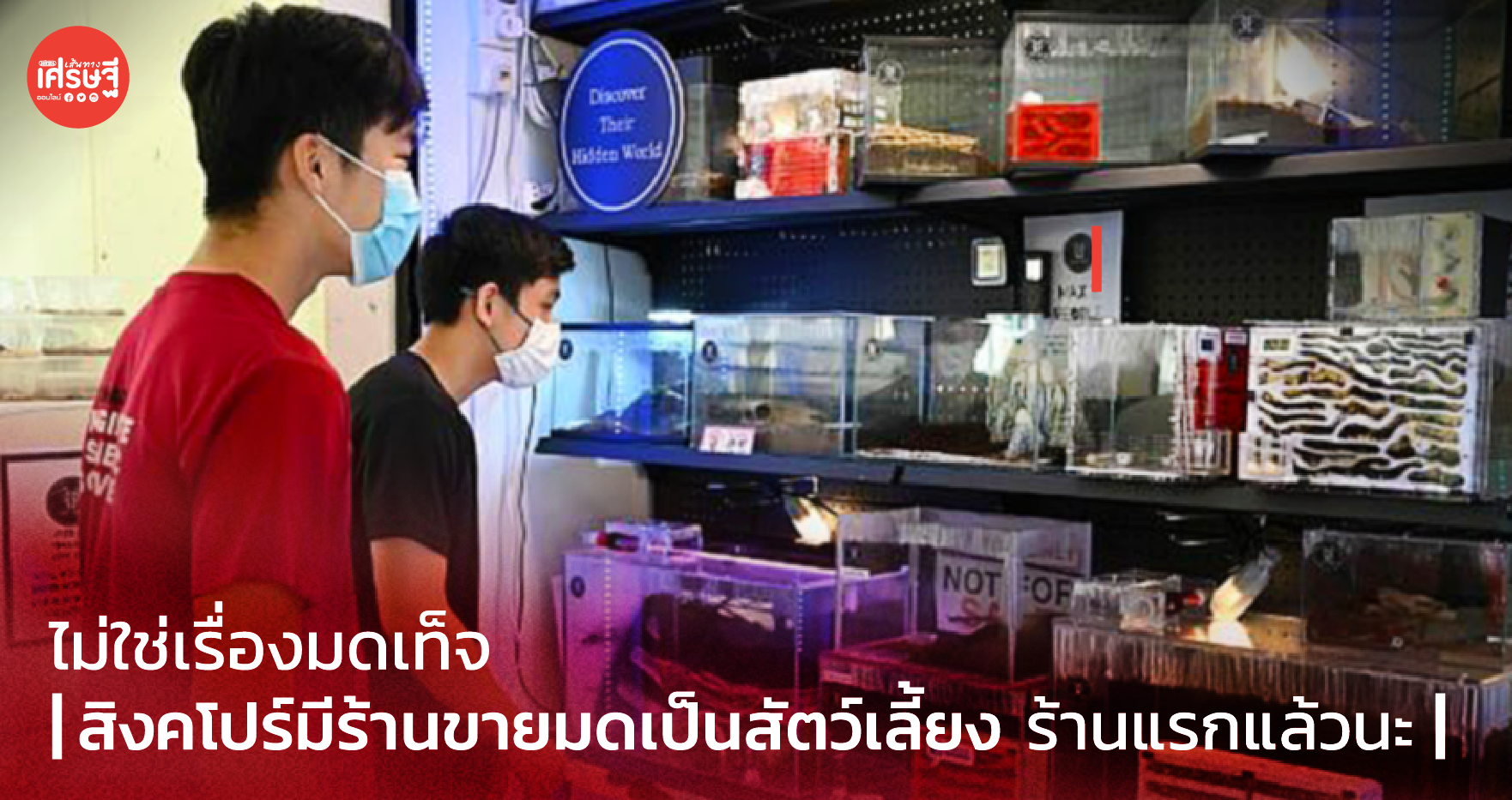 ไม่ใช่เรื่อง มดเท็จ สิงคโปร์มีร้านขายมดเป็น สัตว์เลี้ยง ร้านแรกแล้วนะ