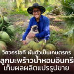 วิศวกรไอที ผันตัวเป็นเกษตรกร ปลูกมะพร้าวน้ำหอมอินทรีย์ เก็บผลผลิตแปรรูปขาย
