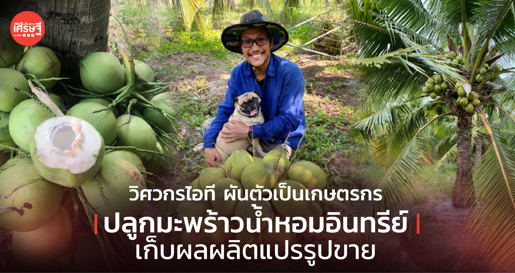 วิศวกรไอที ผันตัวเป็นเกษตรกร ปลูกมะพร้าวน้ำหอมอินทรีย์ เก็บผลผลิตแปรรูปขาย
