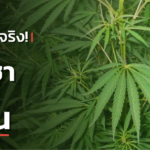 ใกล้เป็นจริง!?! กัญชาบ้านละ 6 ต้น หวังประชาชนเข้าถึง เพื่อดูแลสุขภาพตัวเอง