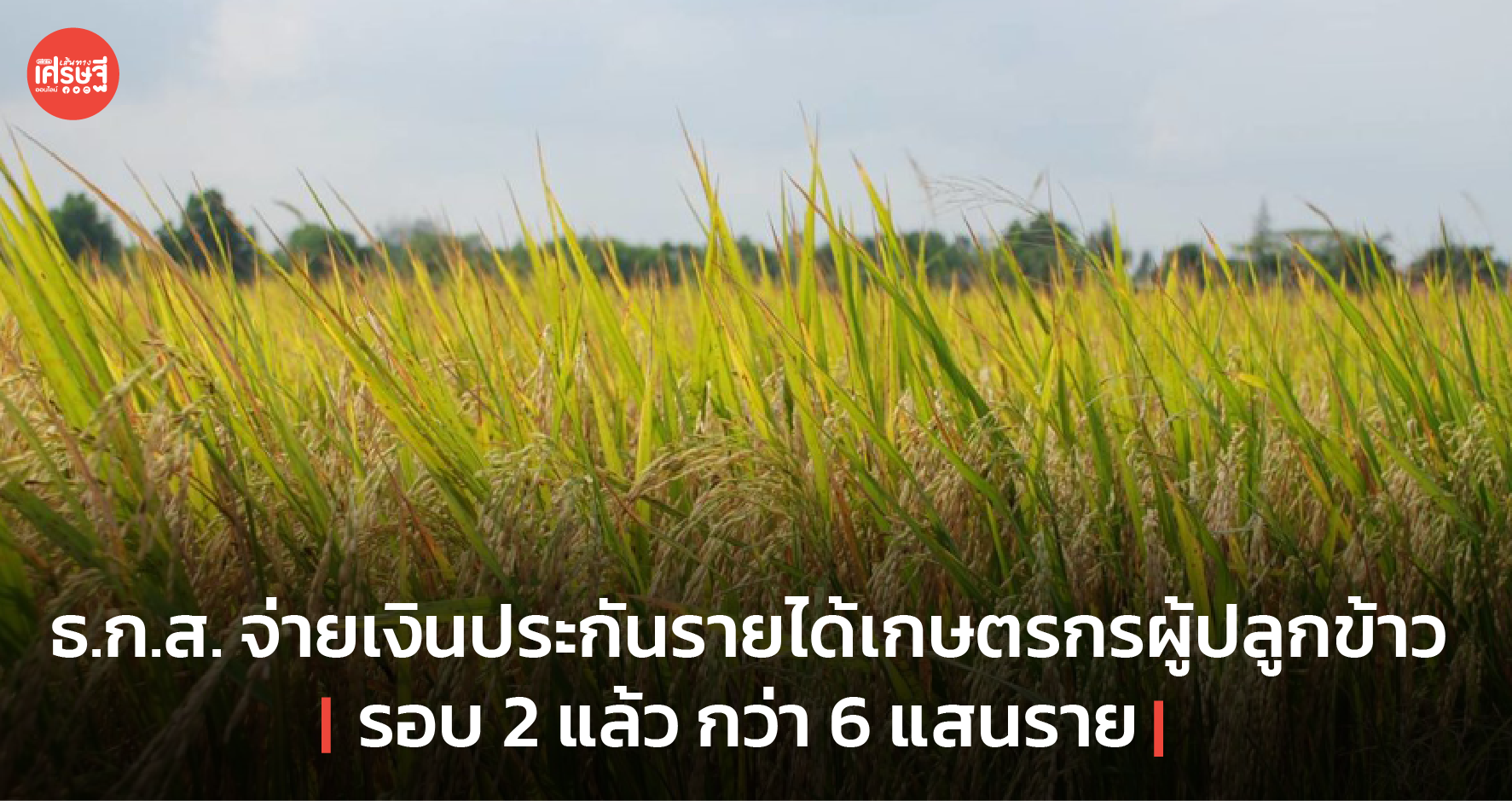 ธ.ก.ส. จ่ายเงินประกันรายได้เกษตรกรผู้ปลูกข้าว รอบ 2 แล้ว กว่า 6 แสนราย