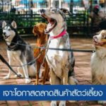 ปั้นแบรนด์สินค้าสัตว์เลี้ยงอย่างไร ถึงโตไกลในต่างแดน