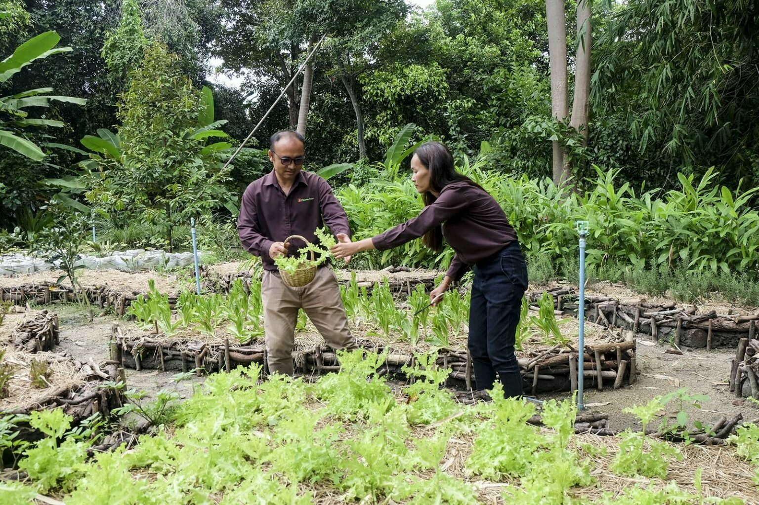 อดีตสาวออฟฟิศ พลิกวิกฤตโควิด คิด ชุดปลูกผักไมโครกรีน ถูกจริตคนเมือง