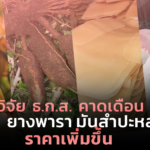 ศูนย์วิจัย ธ.ก.ส. คาดเดือน ธ.ค. ข้าวโพด ยางพารา มันสำปะหลัง สุกร ราคาเพิ่มขึ้น